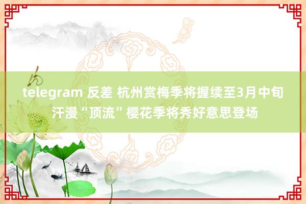 telegram 反差 杭州赏梅季将握续至3月中旬 汗漫“顶流”樱花季将秀好意思登场